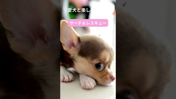 犬との最高の瞬間をキャッチ！笑顔があふれる遊び特集