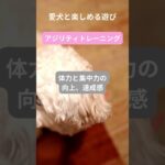 犬との最高の瞬間をキャッチ！笑顔があふれる遊び特集