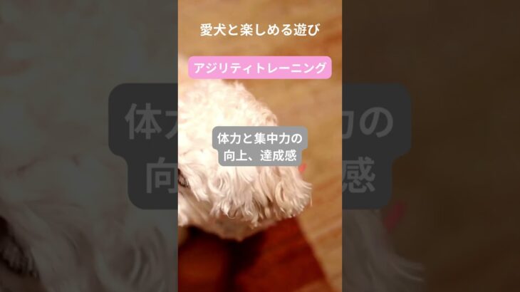 犬との最高の瞬間をキャッチ！笑顔があふれる遊び特集