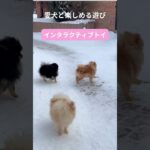 犬との最高の瞬間をキャッチ！笑顔があふれる遊び特集