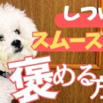 【しつけで重要!!】愛犬に伝わる褒め方