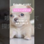 犬との最高の瞬間をキャッチ！笑顔があふれる遊び特集