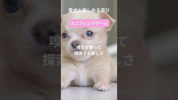 犬との最高の瞬間をキャッチ！笑顔があふれる遊び特集