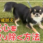 【犬しつけ】怖がりで人や犬に吠えて止まらないチワワちゃんと３０分練習！！【ロングコートチワワ】【警戒吠え】