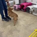 犬の幼稚園 レオくんとトレーニング