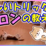 【犬の芸】楽しいトリック♪ゴロンの教え方