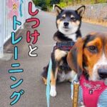 【柴犬】【ビーグル犬】犬との暮らしで必要とされる、躾。躾とトレーニングって何が違う？