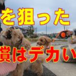 ボーダーコリーあずみにストレスを与えるバカ犬には容赦しない！