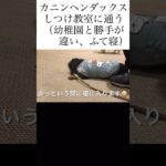 カニンヘンダックス子犬　エトワの成長記録　しつけ教室に通う　幼稚園と違い楽しくないのか、ふて寝する