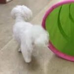 犬の幼稚園 華ちゃんとトレーニング