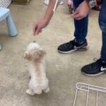 犬の幼稚園 にこちゃんとトレーニング