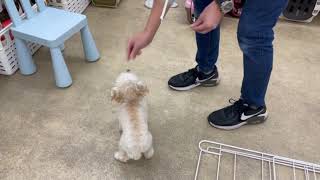 犬の幼稚園 にこちゃんとトレーニング