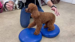 犬の幼稚園 るるちゃんとトレーニング