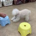 犬の幼稚園 バニラちゃんとトレーニング