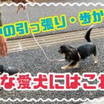 【犬しつけ】お散歩のお困りにはこれ！！