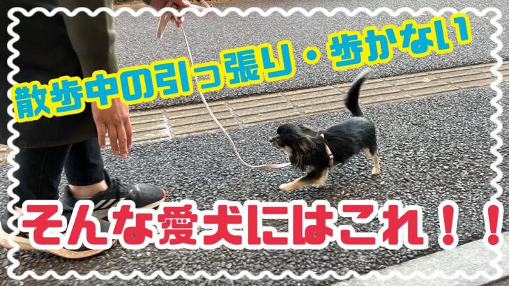 【犬しつけ】お散歩のお困りにはこれ！！