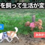 保護犬を飼って生活がいろいろ変わりました【トイプードル/元保護犬/過保護犬/しつけ】