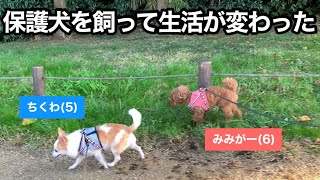 保護犬を飼って生活がいろいろ変わりました【トイプードル/元保護犬/過保護犬/しつけ】