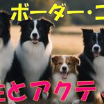 【ボーダーコリー】知性とアクティブさが織り成す素晴らしい犬種