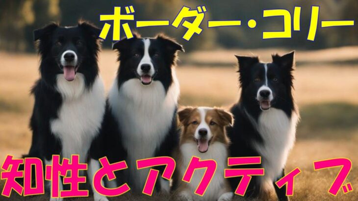 【ボーダーコリー】知性とアクティブさが織り成す素晴らしい犬種