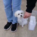 犬の幼稚園 源くんとトレーニング