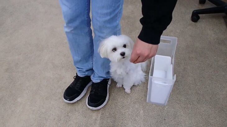 犬の幼稚園 源くんとトレーニング