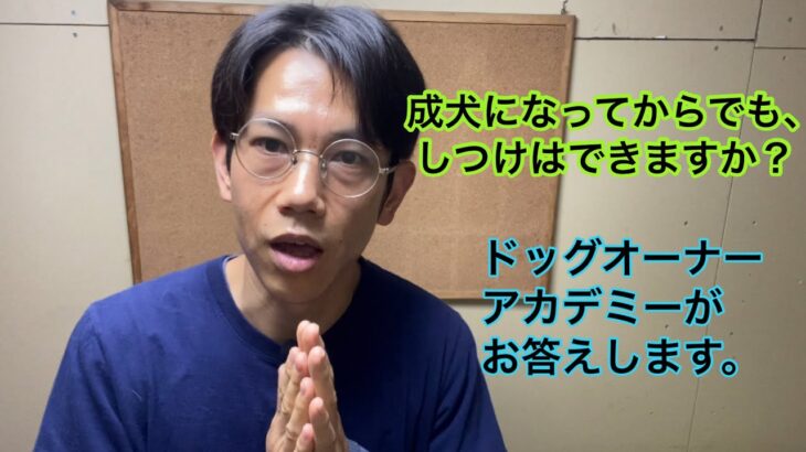 成犬になってからでもしつけはできますか？