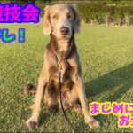 訓練競技会の練習を真剣にする飼い主とお犬様