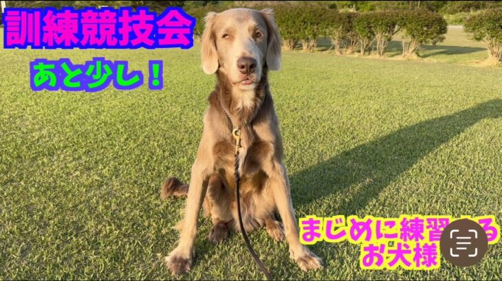 訓練競技会の練習を真剣にする飼い主とお犬様