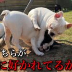 【男女犬猫】パパとママどちらが犬に好かれてるか論争に終止符を打つ