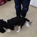 犬の幼稚園 トイちゃんとトレーニング