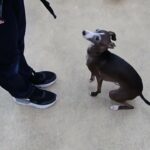 犬の幼稚園 れもんちゃんとトレーニング