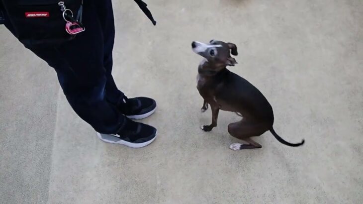 犬の幼稚園 れもんちゃんとトレーニング