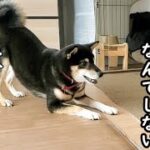 【柴犬】【柴犬の性格】【男性に吠える】【しつけの問題】【吠え】男性が苦手な柴犬。誰にでも吠えているワケではないが・・・ドッグランで吠えることが多くなった。