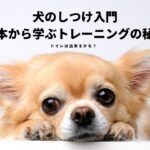 【しつけ】犬のしつけ入門、基本から学ぶトレーニング【可愛い】