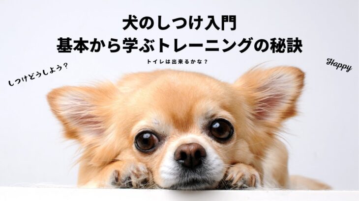 【しつけ】犬のしつけ入門、基本から学ぶトレーニング【可愛い】