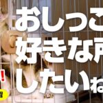 ちゃんと躾けないと仔犬は好きなところにオシッコします！〜トイレの練習