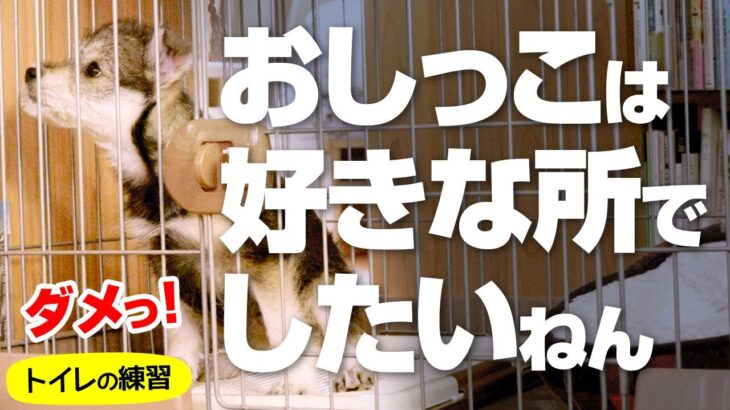 ちゃんと躾けないと仔犬は好きなところにオシッコします！〜トイレの練習