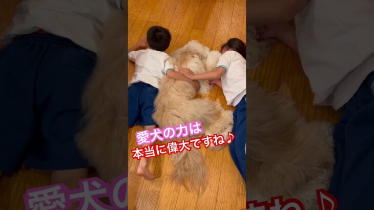 【愛犬の力】愛犬が持ってる力とは、、、 #犬のしつけ #ドッグトレーニング　＃愛犬