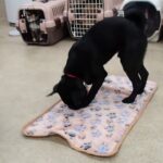 犬の幼稚園 朗くんとトレーニング