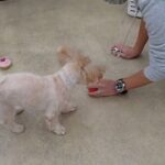 犬の幼稚園 くぅちゃんとトレーニング