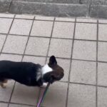 犬の幼稚園 のあくんとトレーニング