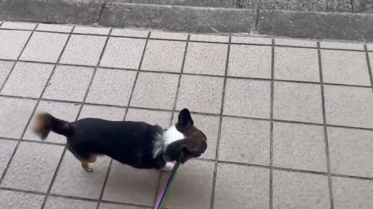 犬の幼稚園 のあくんとトレーニング