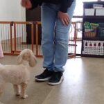 犬の幼稚園 くぅちゃんとトレーニング