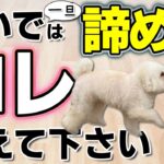 【犬のしつけ】呼び戻し・おいでがうまくいかない場合にとっておきの方法を紹介します【しつけの実践】