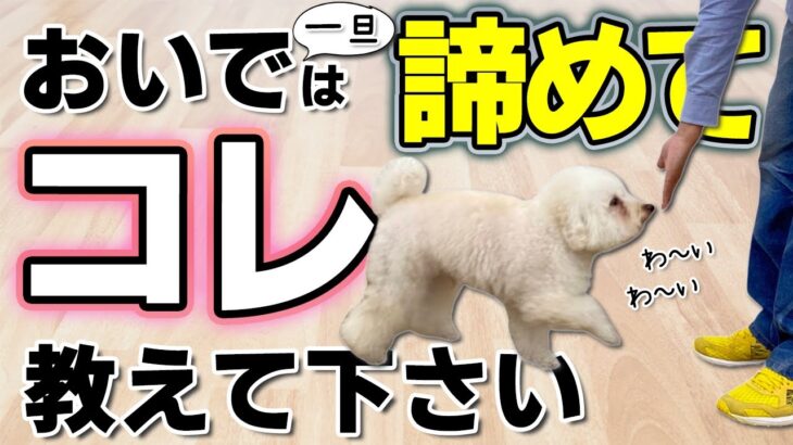 【犬のしつけ】呼び戻し・おいでがうまくいかない場合にとっておきの方法を紹介します【しつけの実践】