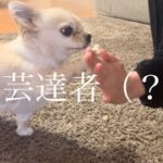 【犬芸】新しい芸ができるようになりました