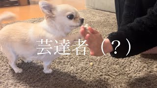 【犬芸】新しい芸ができるようになりました