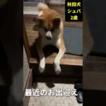 【秋田犬　しつけ】お出迎え、現在！