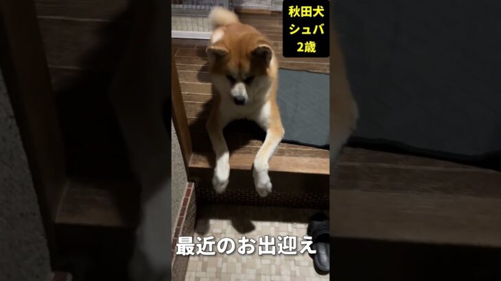 【秋田犬　しつけ】お出迎え、現在！